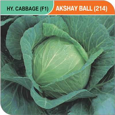 akshay-ball-214
