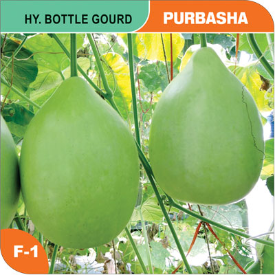 bottle-gourd-purbasha
