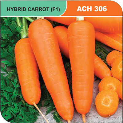 carrot-308