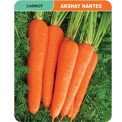 carrot-akshay-nantes