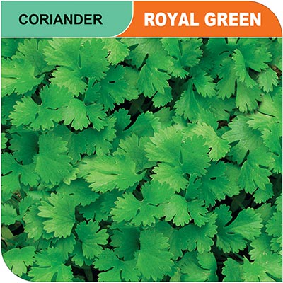 coriander-royal-green