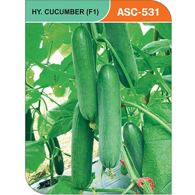 cucumber-asc-531