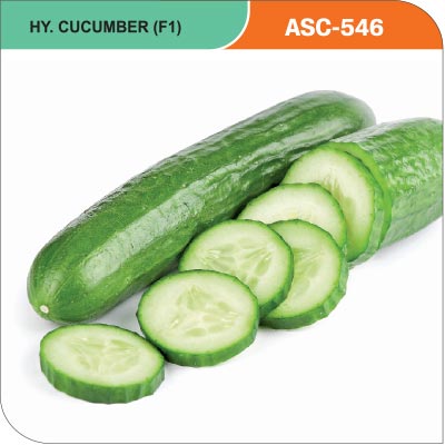 cucumber-asc-546