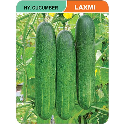 cucumber-laxmi