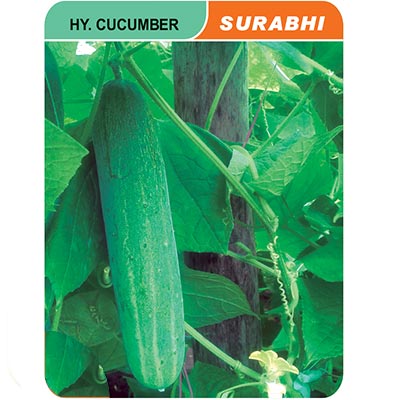 cucumber-surbhi