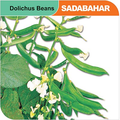 dolichus-beans-sadabahar