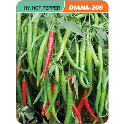 hot-pepper-diana-205