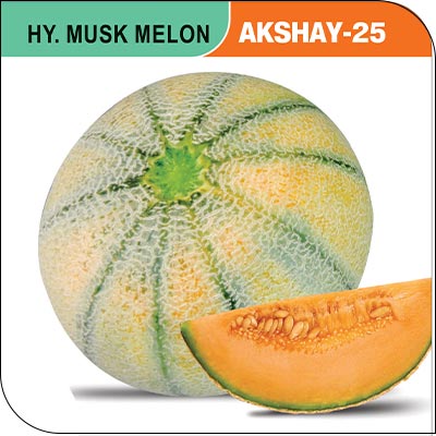 musk-melon-akshay-25