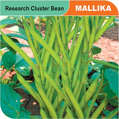 research-cluster-bean-mallika