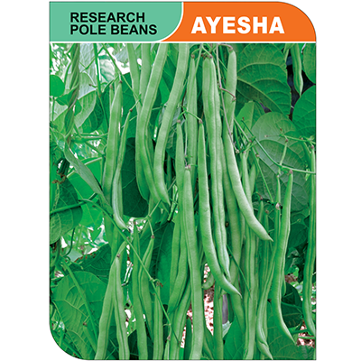 research-pole-beans-ayesha