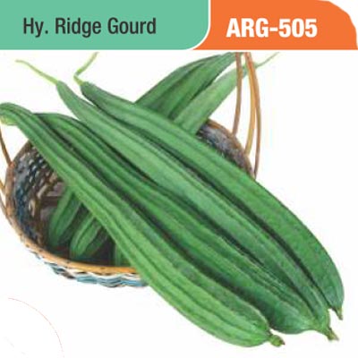ridge-gourd-arg-505