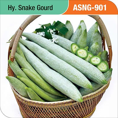 snake-gourd-asng-901