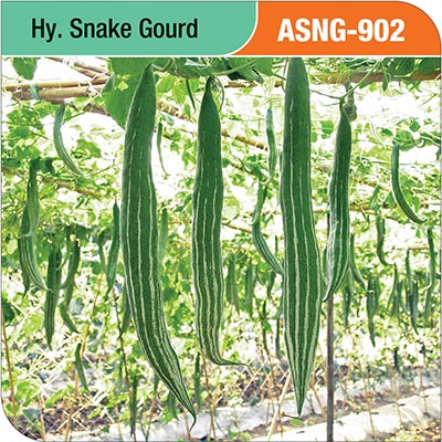 snake-gourd-asng-902