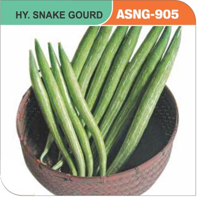 snake-gourd-asng-905