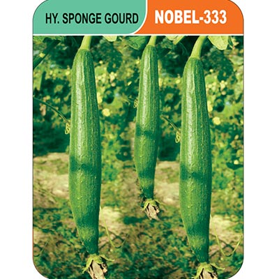 sponge-noble-333