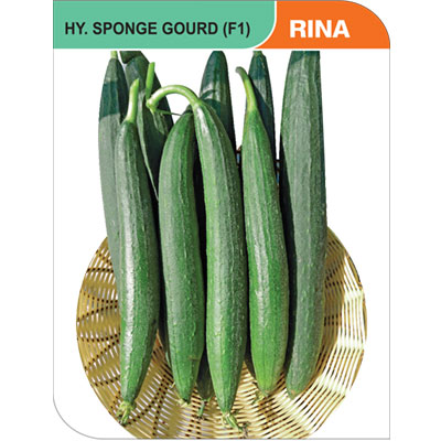 sponge.gourd-rina