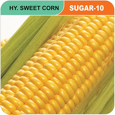 sweet-corn-sugar-10