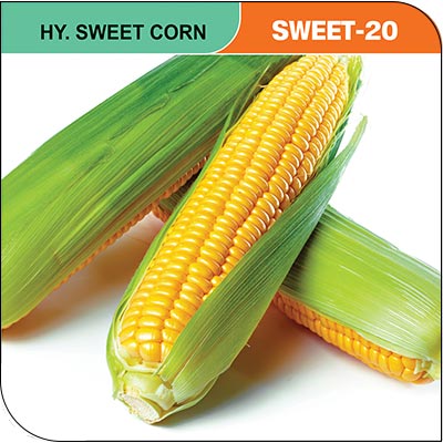 sweet-corn-sweet-20
