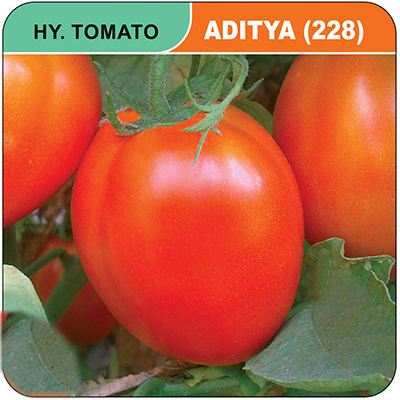 tomato-aditya-228