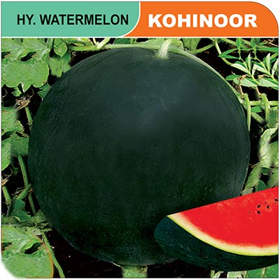 watermelon-kohinoor