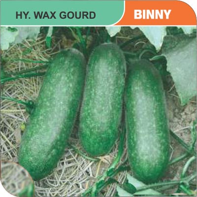 wax-gourd-binny