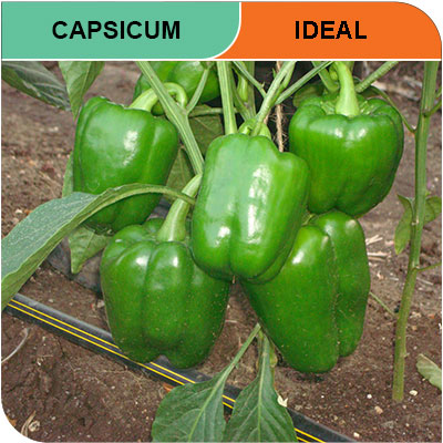 capsicum-ideal