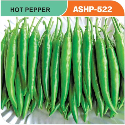 hot-pepper-522