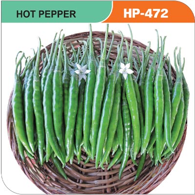 hot-pepper-hp-472