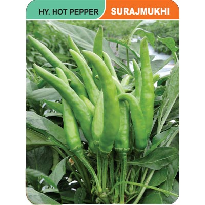 hot-pepper-surjmukhi