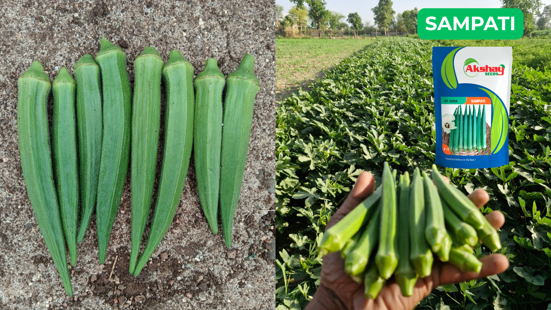 akshay seeds okra variety