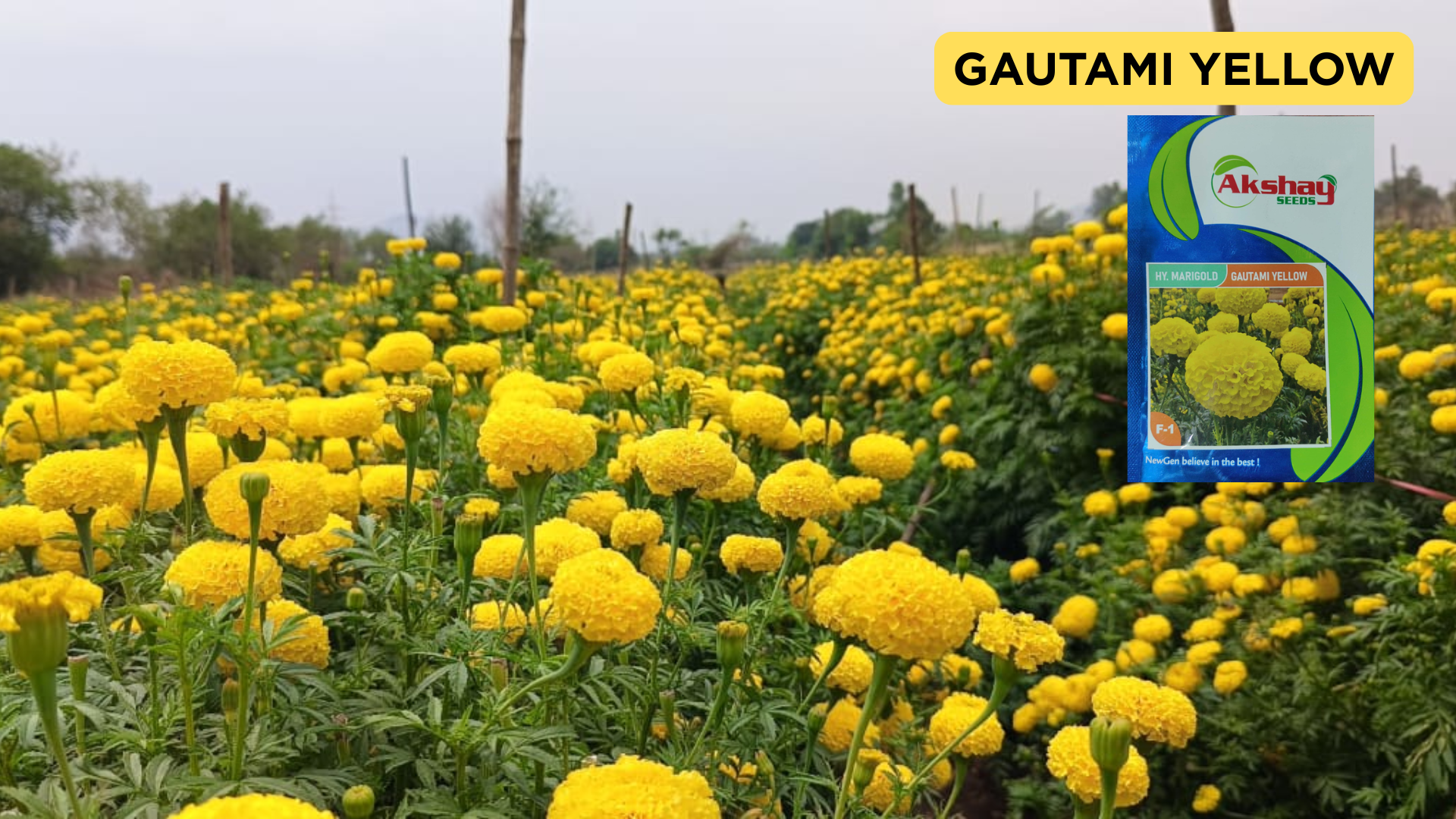 front-page-banner-MEETING-gautami