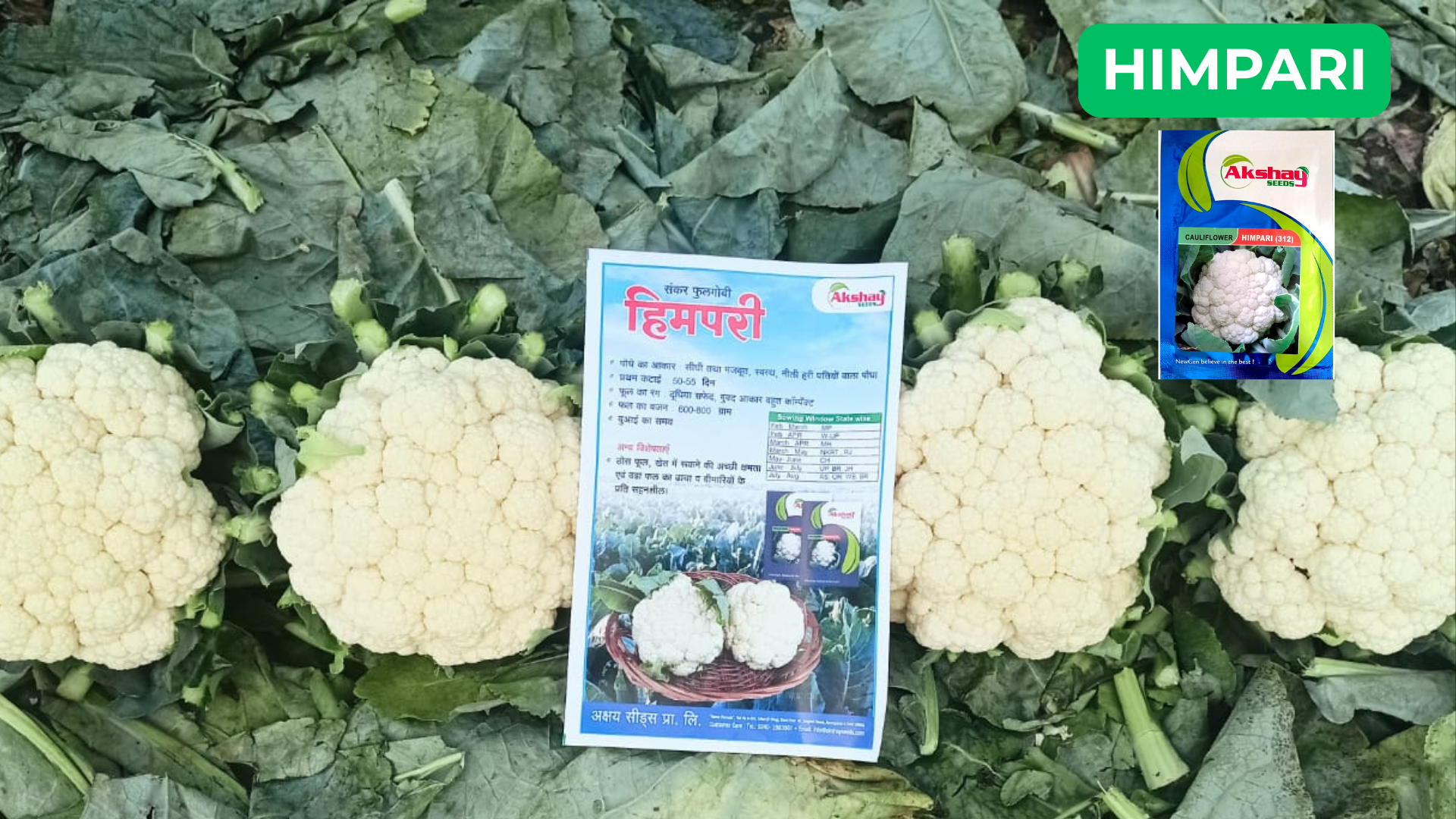 front-page-banner-MEETING-himpari