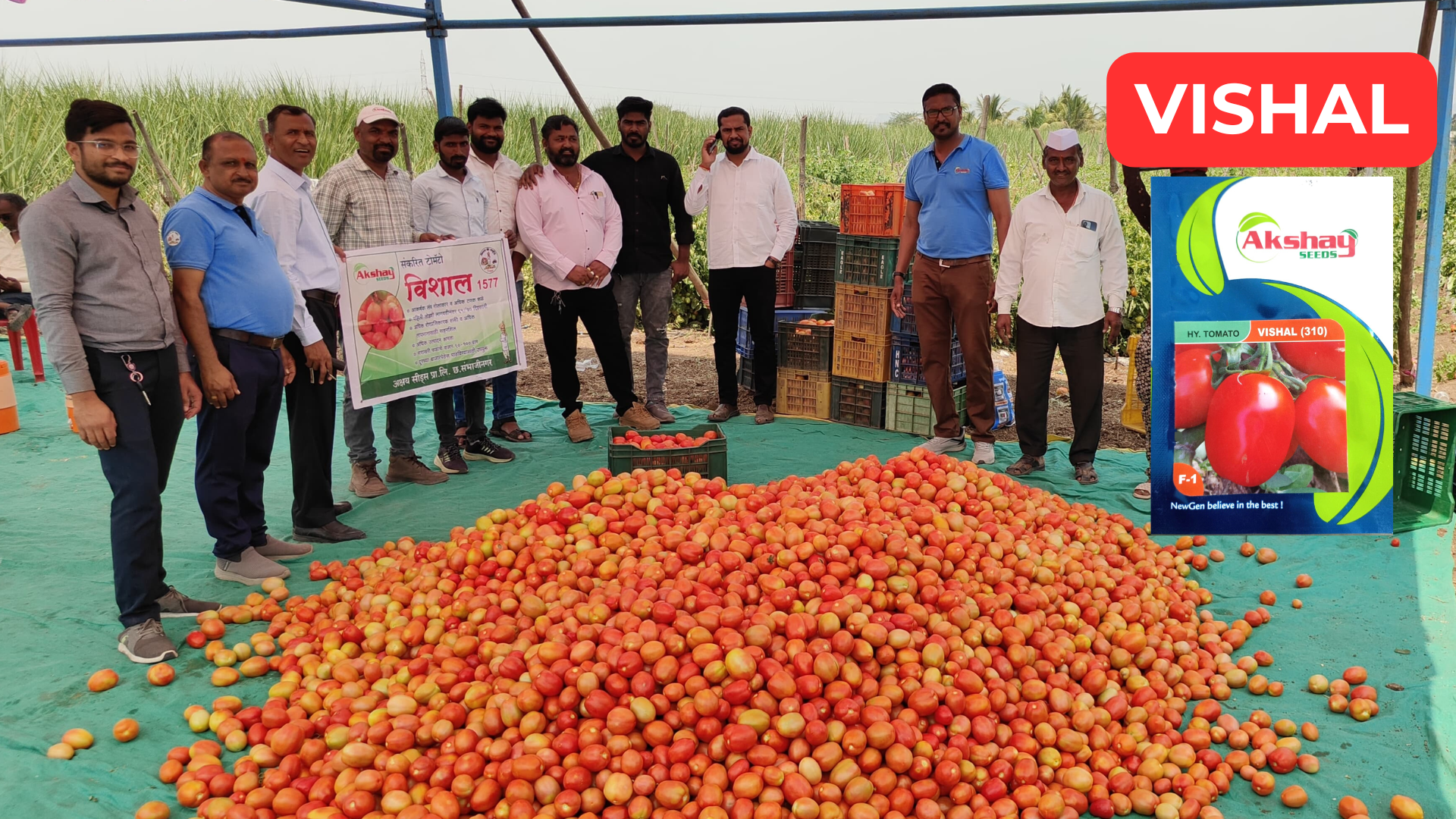 vishal tomato variety of akshay seeds