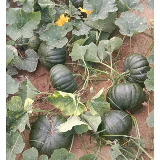AP-605-pumpkin-image-for-website-002