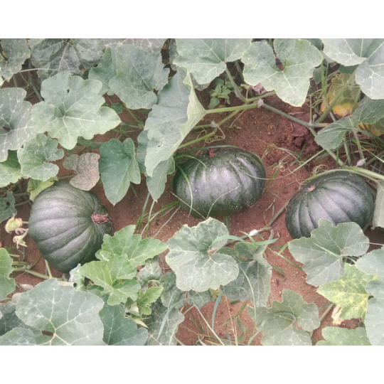 AP-605-pumpkin-image-for-website-003
