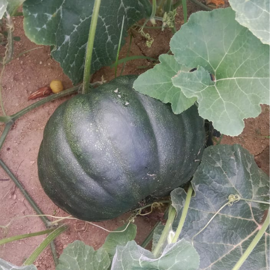 AP-605-pumpkin-image-for-website-008