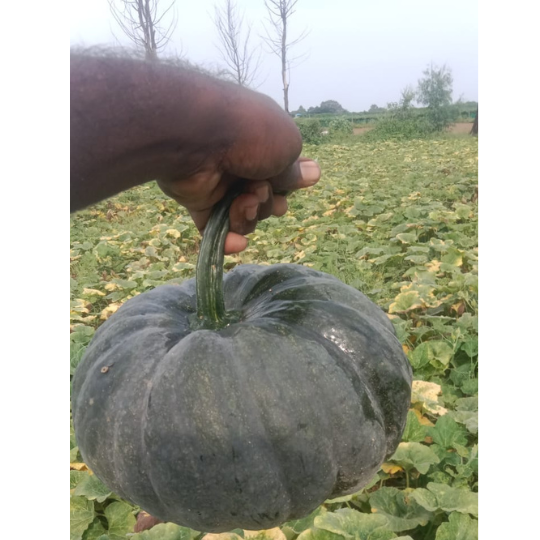 AP-605-pumpkin-image-for-website-009