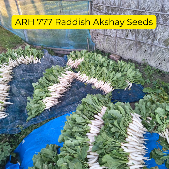 ARH-777-images-for-website-001
