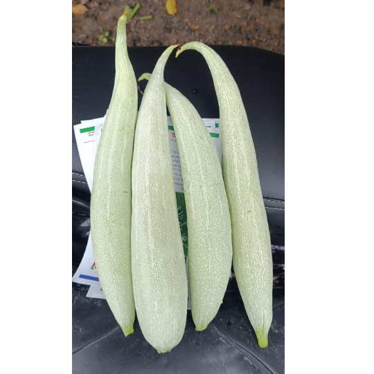 ASNG-901-snake-gourd-image-website-001