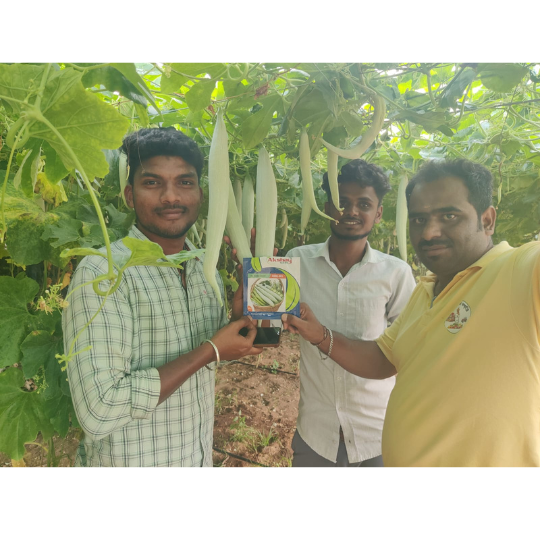 ASNG-901-snake-gourd-image-website-002
