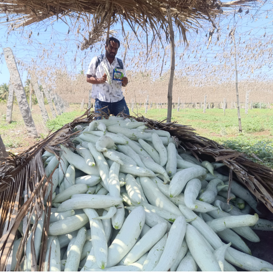 ASNG-901-snake-gourd-image-website-003
