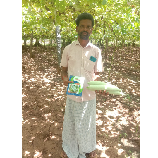 ASNG-901-snake-gourd-image-website-004