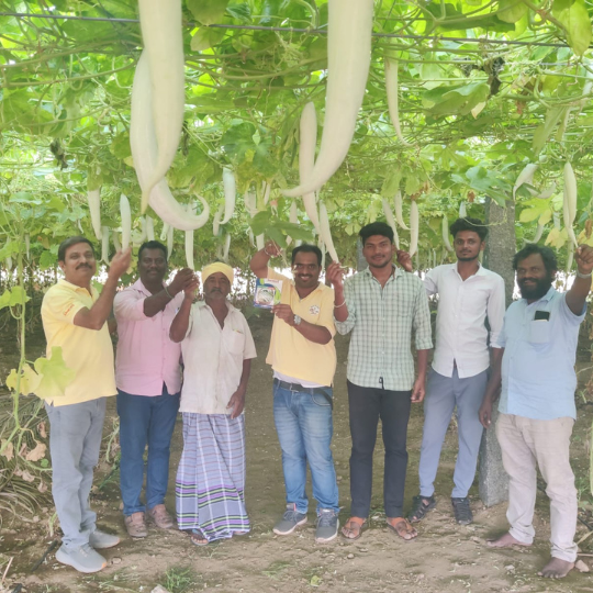 ASNG-901-snake-gourd-image-website-005