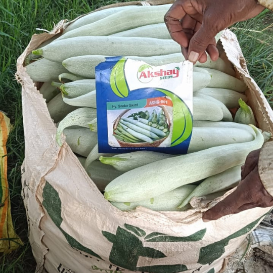 ASNG-901-snake-gourd-image-website-006