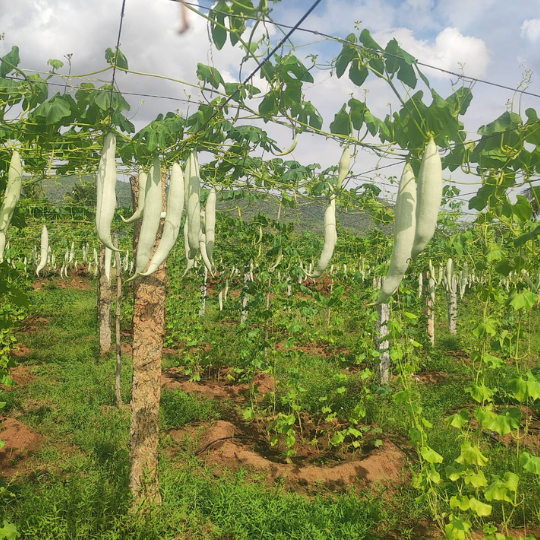 ASNG-901-snake-gourd-image-website-007