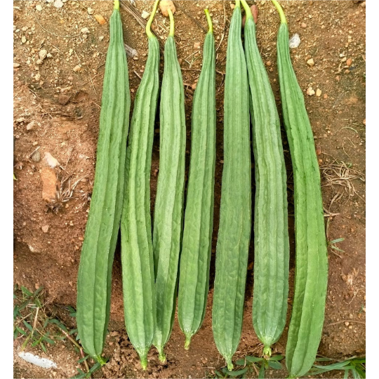 Bhairav-ridge-gourd-images-for-website-001