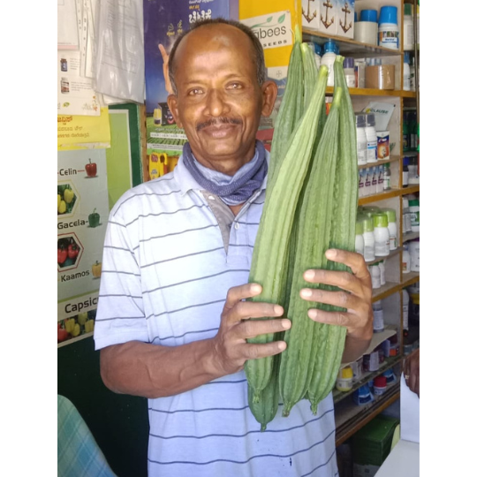 Bhairav-ridge-gourd-images-for-website-002