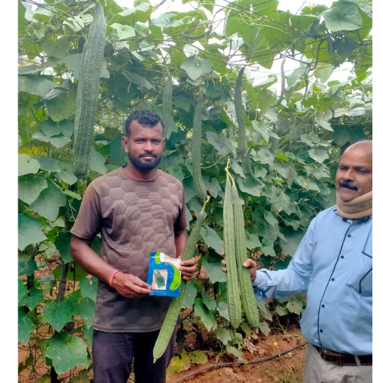 Bhairav-ridge-gourd-images-for-website-003