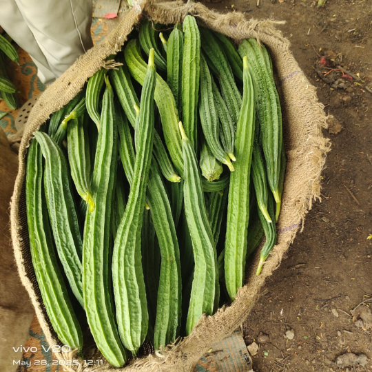 Bhairav-ridge-gourd-images-for-website-004