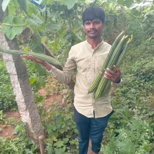 Bhairav-ridge-gourd-images-for-website-007